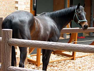 ウイニングチケット