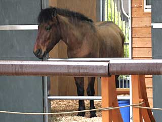 岳冨（木曽馬）