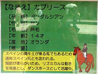 カプリース(アンダルシアン)