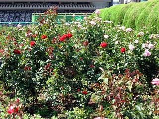 バラ園