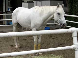 アルスブランカ