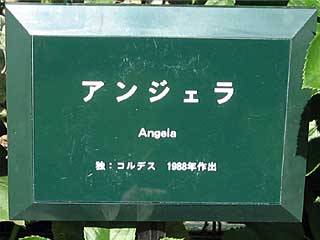 アンジェラ(バラ)