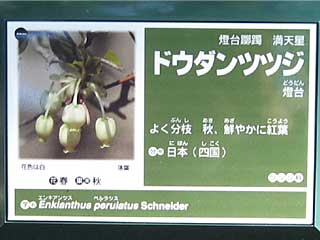 ドウダンツツジ