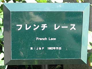 フレンチレース(バラ)