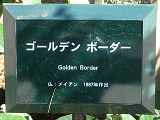 ゴールデンボーダー（バラ）