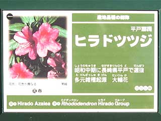 ヒラドツツジ