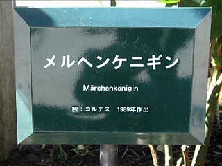 メルヘンケニギン(バラ)