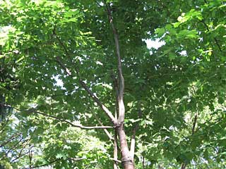 アメリカガシワ