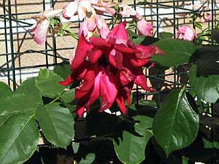 アンジェラ(バラ)