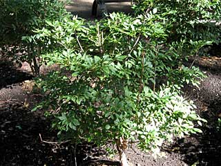 ドウダンツツジ