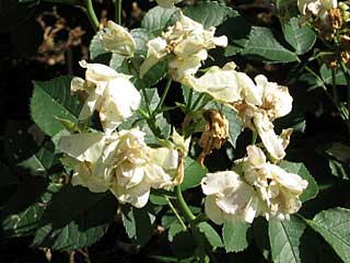 ゴールデンボーダー(バラ)