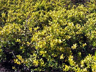 ゴールデンジェム