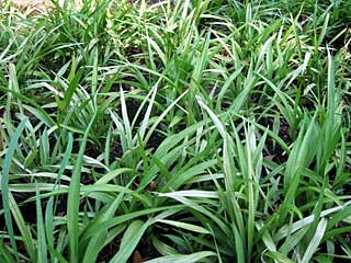 キチジョウソウ