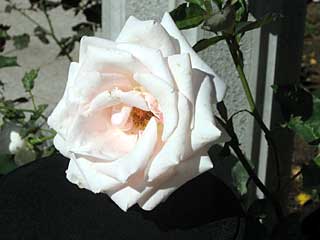 メルヘンケニギン(バラ)