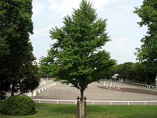 東京盛岡姉妹競馬場提携記念樹