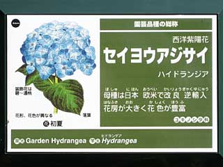セイヨウアジサイ