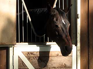 ダイナタキオン