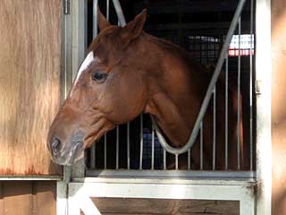 メディアストーム