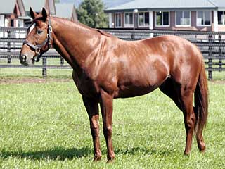 チーフベアハート