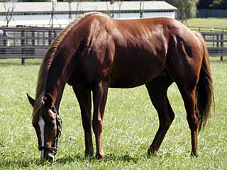 デビッドジュニア