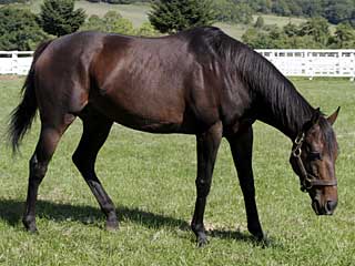 エイシンプレストン