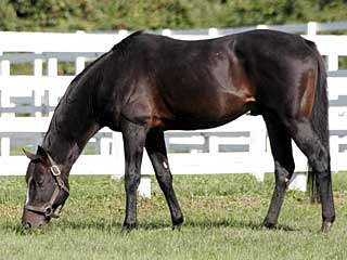 エイシンサンディ