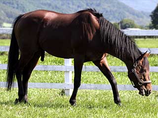 エイシンワシントン