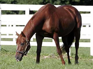 ヘクタープロテクター