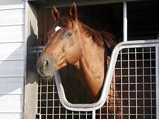 ミレニアムバイオ