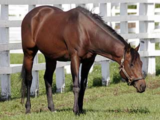 モルフェデスペクタ