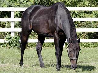 ナイスベンゲル