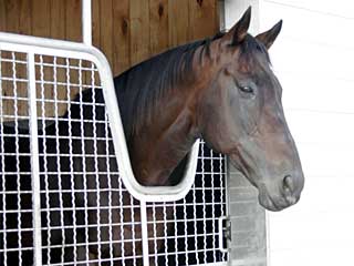 パラダイスクリーク