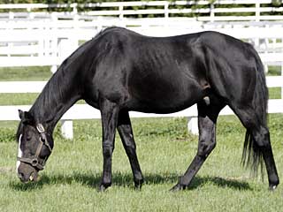 サクラチトセオー