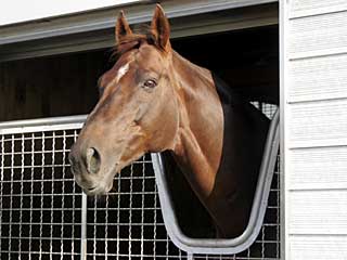 サクラローレル