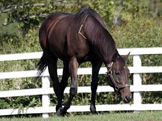 ショウナンカンプ