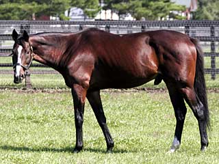 サイレントハンター