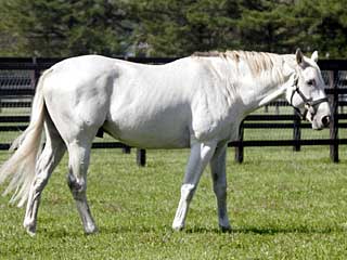 シルバーチャーム