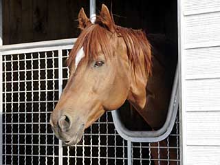 サウスヴィグラス