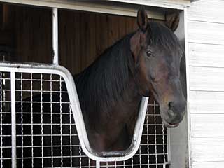 サニーブライアン