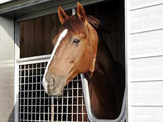 サンライズペガサス