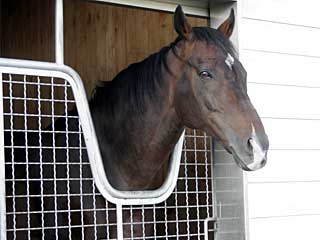 ツルマルボーイ