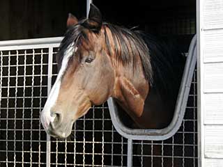 ワイルドラッシュ