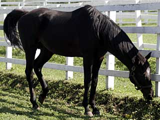 ヤマニンリスペクト