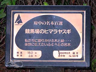 府中名木百選「競馬場のヒマラヤスギ」