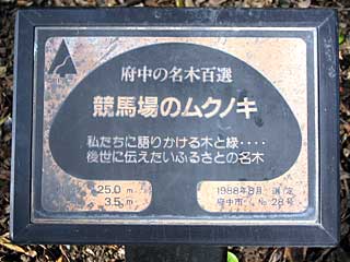 府中名木百選「競馬場のムクノキ」