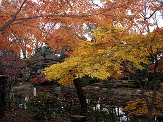 日本庭園の紅葉