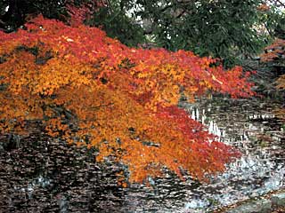 日本庭園の紅葉