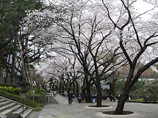 東京競馬場の四季 東京競馬場どっとこむ