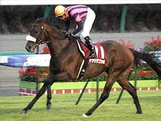 マツリダゴッホ(オールカマー)