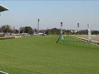 東京競馬場